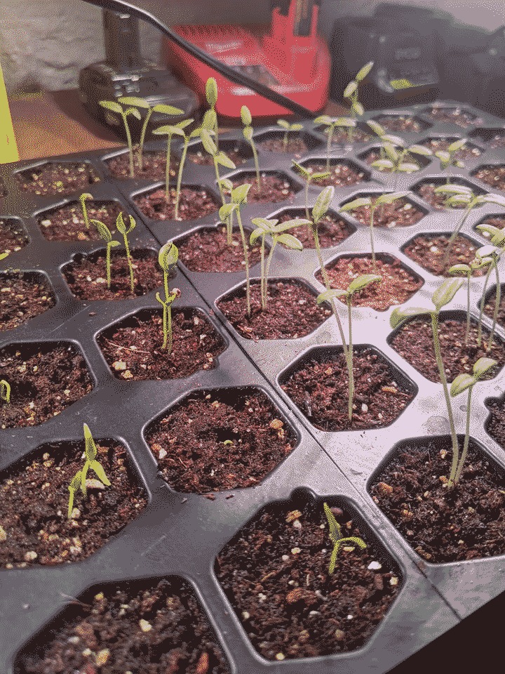 Seedlings doing well