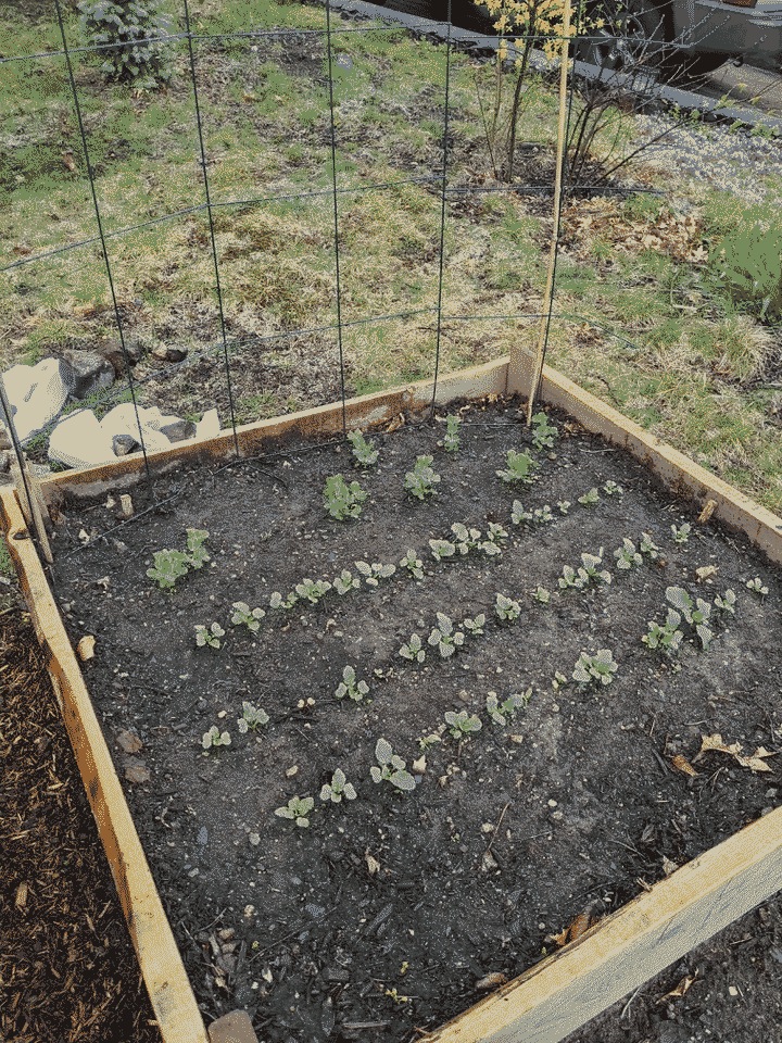 Raddishes and sugar peas from seed making great progress