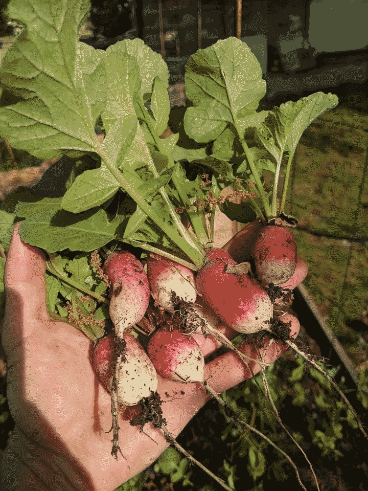 Every day has been an overwhelming radish harvest