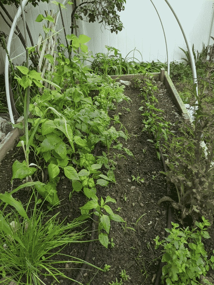 Beans - corn - okra - tomatoes - peppers - chives - basil