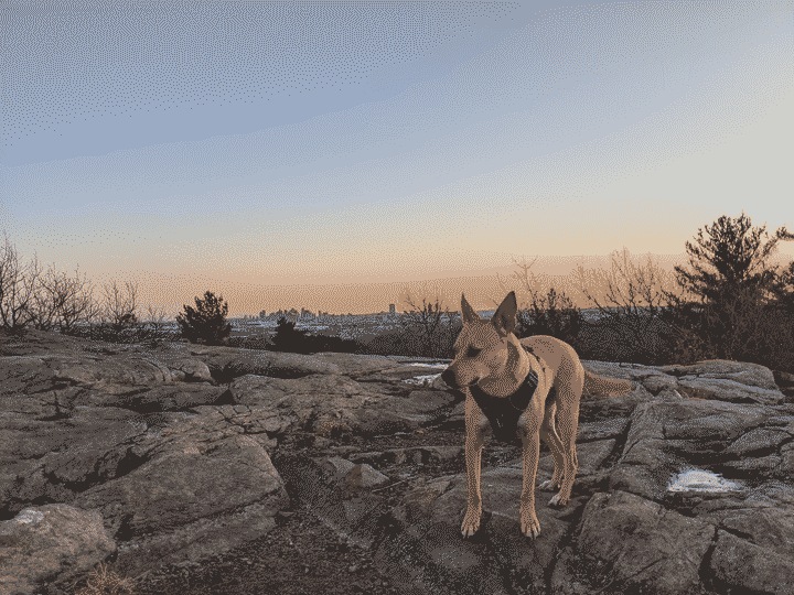 Dax on the Rock Circuit Trail with the Boston Skyline in the background